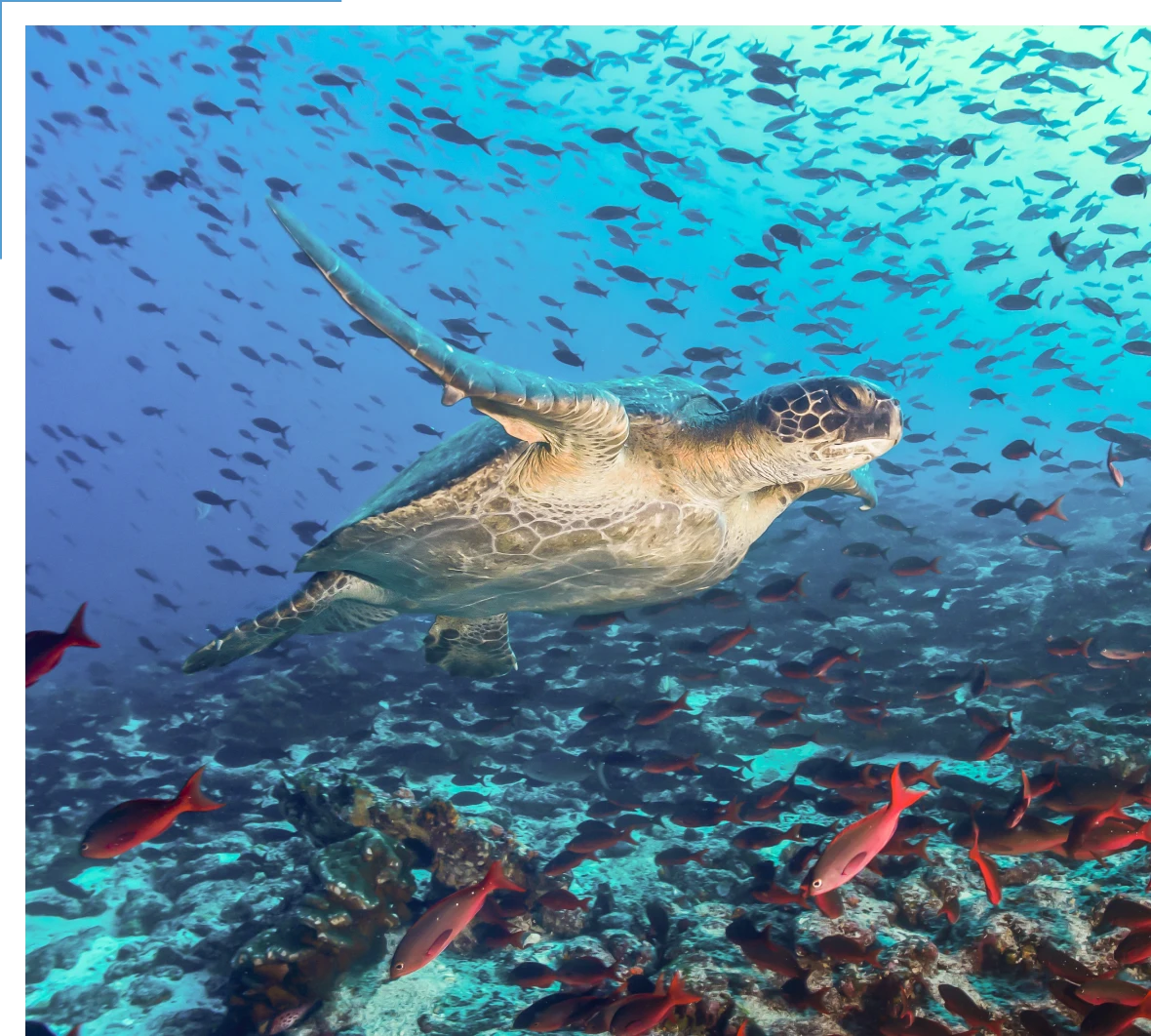 Sea turtle swimming among colorful fish.